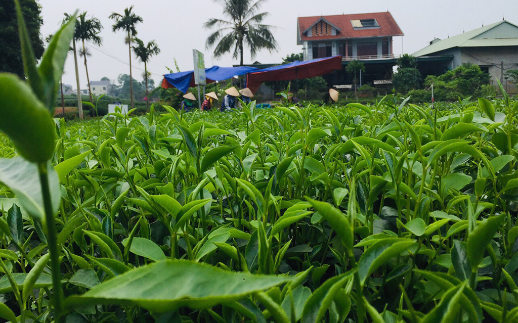 Ngày mới thu hoạch vườn trà sạch của HTX Trà và du lịch cộng đồng Tiến Yên Tân Cương